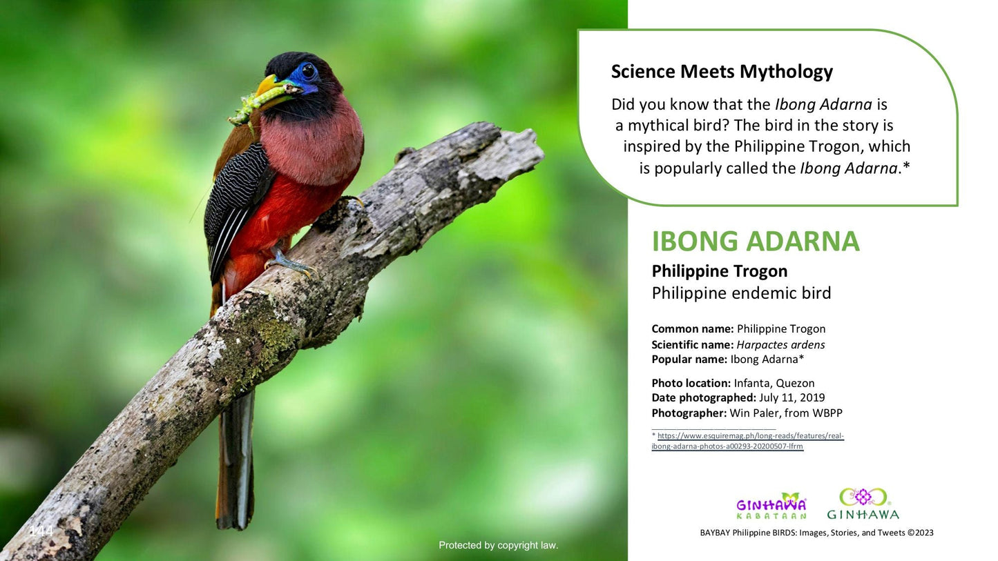 BAYBAY Philippine BIRDS: Images, Stories, and Tweets (Digital Book)